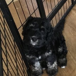 Meet your Posher, Lilly